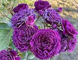 パープルローズ Amazon.com : 2 Gallon Proven Winners Paraplu 'Violet